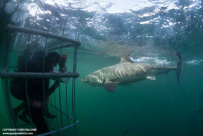 APEX-great-white-shark-cage-diving-seal-island-simons-town-south-africa