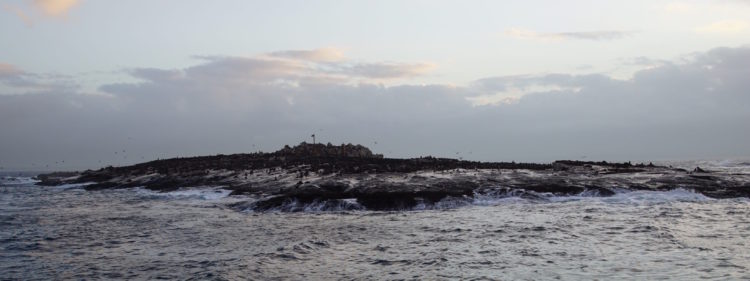 Seal island near Simon's town South Africa great white shark cage diving Sharkweek