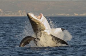 False-Bay-South-Africa-Seal-Island-near-miss-great-white-shark-attack-near-Simon's-Town-Western-Cape