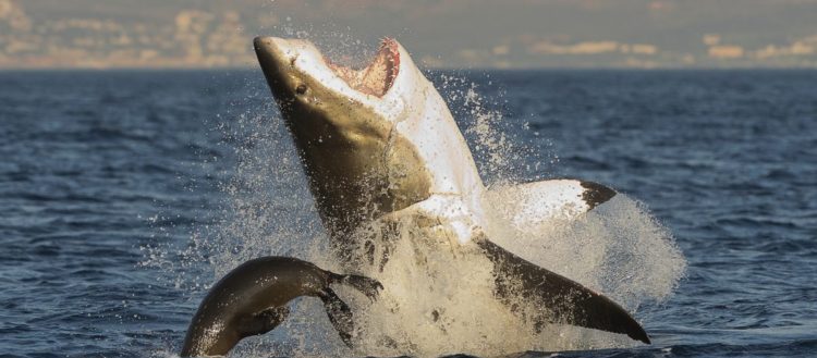 Great White Shark Cage Diving with Chris Fallows in South Africa