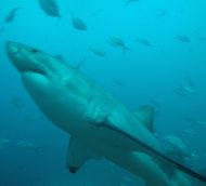What to Know:  Cage Diving with Great White Sharks