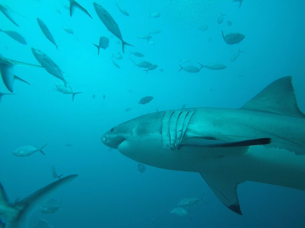 great-white-shark-cage-diving