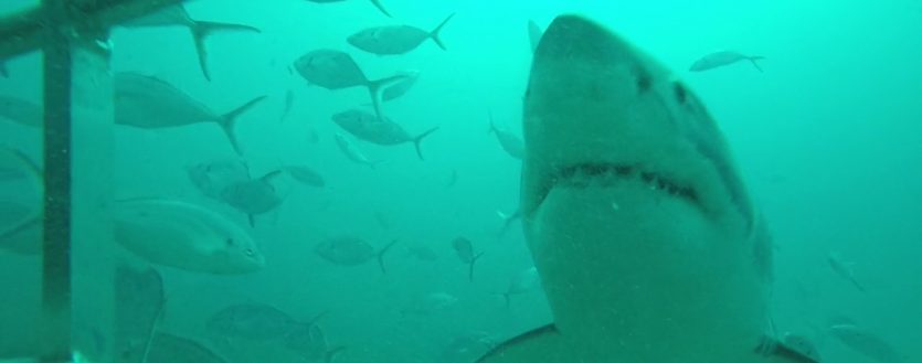 Great White Shark Cage Diving Photos from Australia