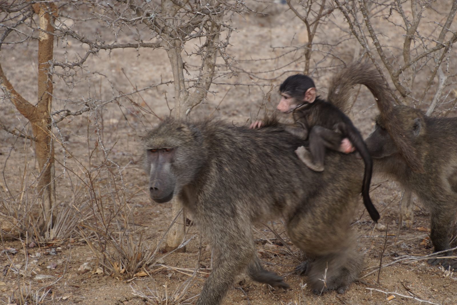 baboon-kruger-park-safari