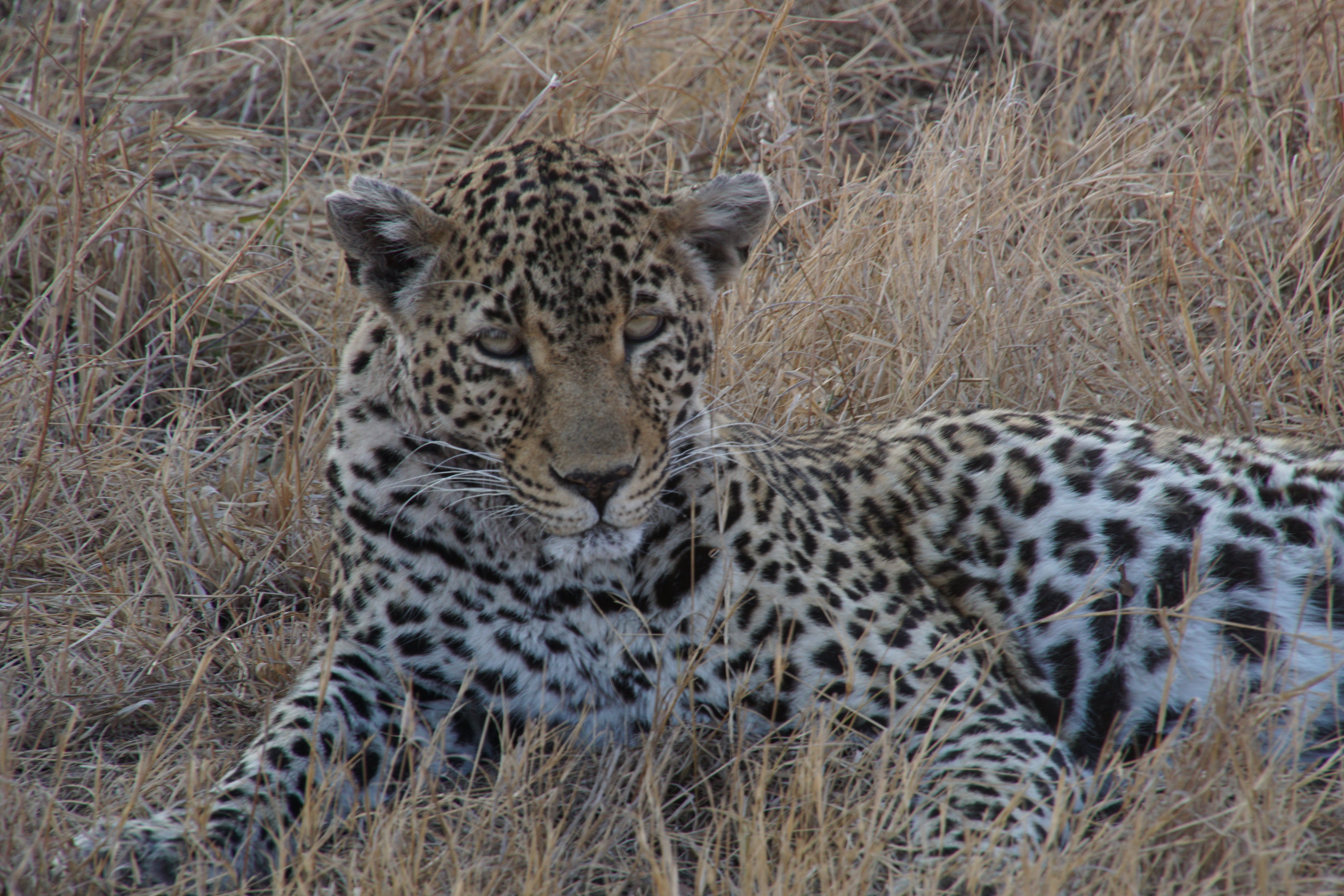 leopard-kruger-national-park-south-africa