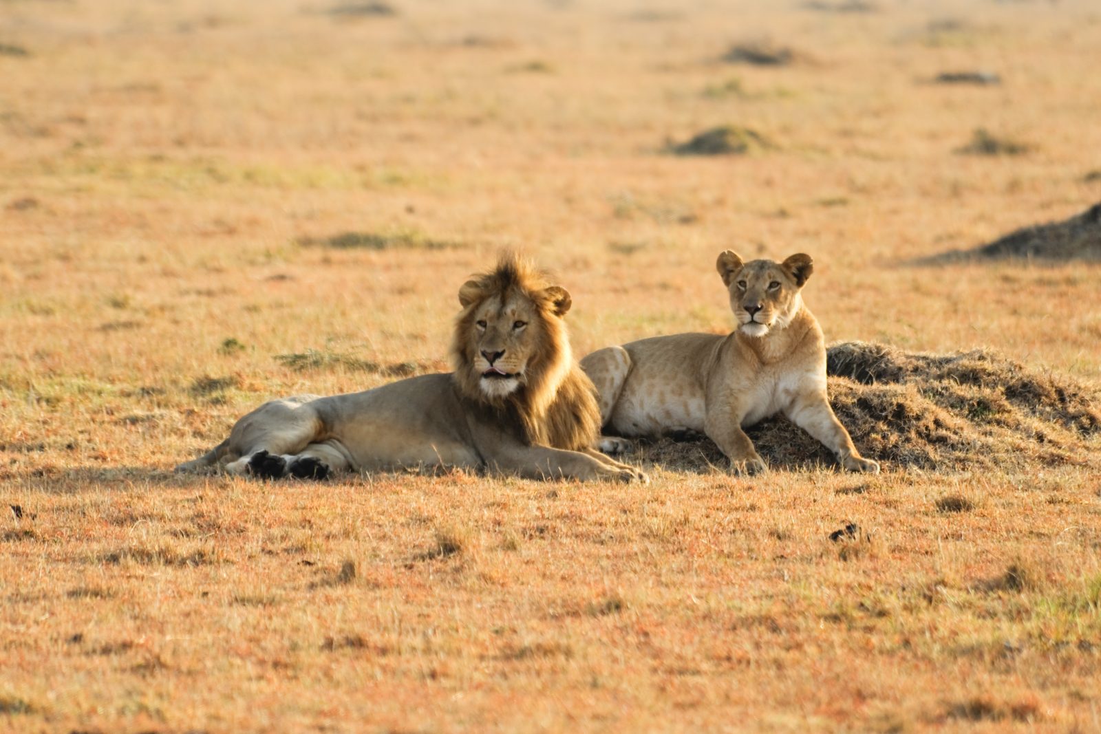 lions-safari-Kruger-South-Africa