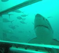 Great White Shark Cage Diving Photos from Australia