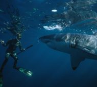 INTERVIEW WITH ANDRE HARTMAN “SHARK WHISPERER”
